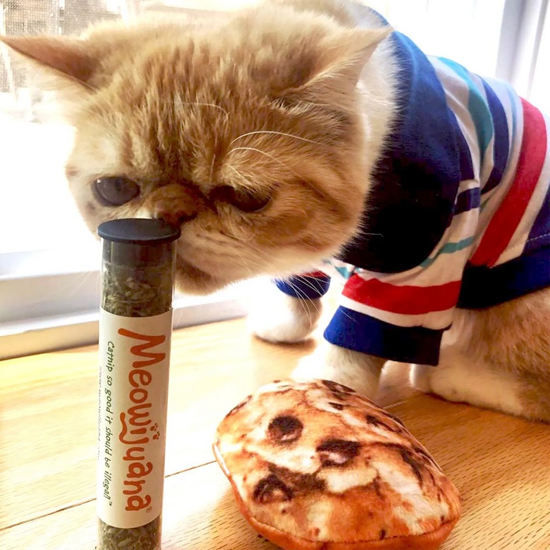 10 Indoor Cat Enrichment Activities You Can Start Today