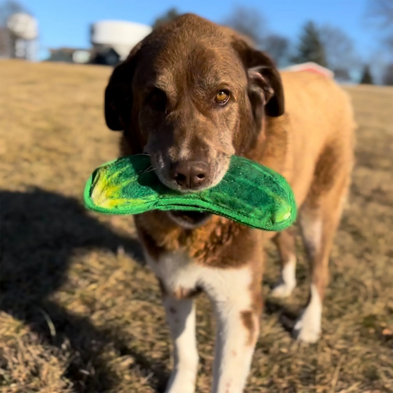 Signs Your Dog Needs More Mental Stimulation