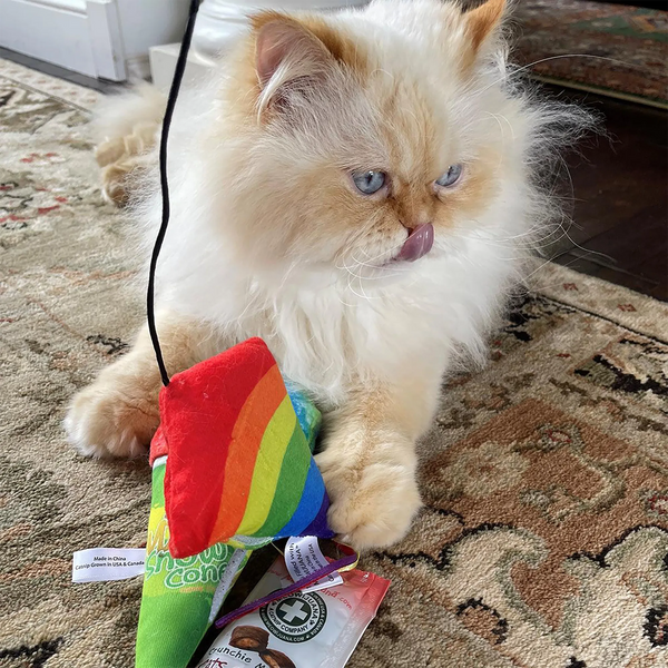 White Cat Personality Traits