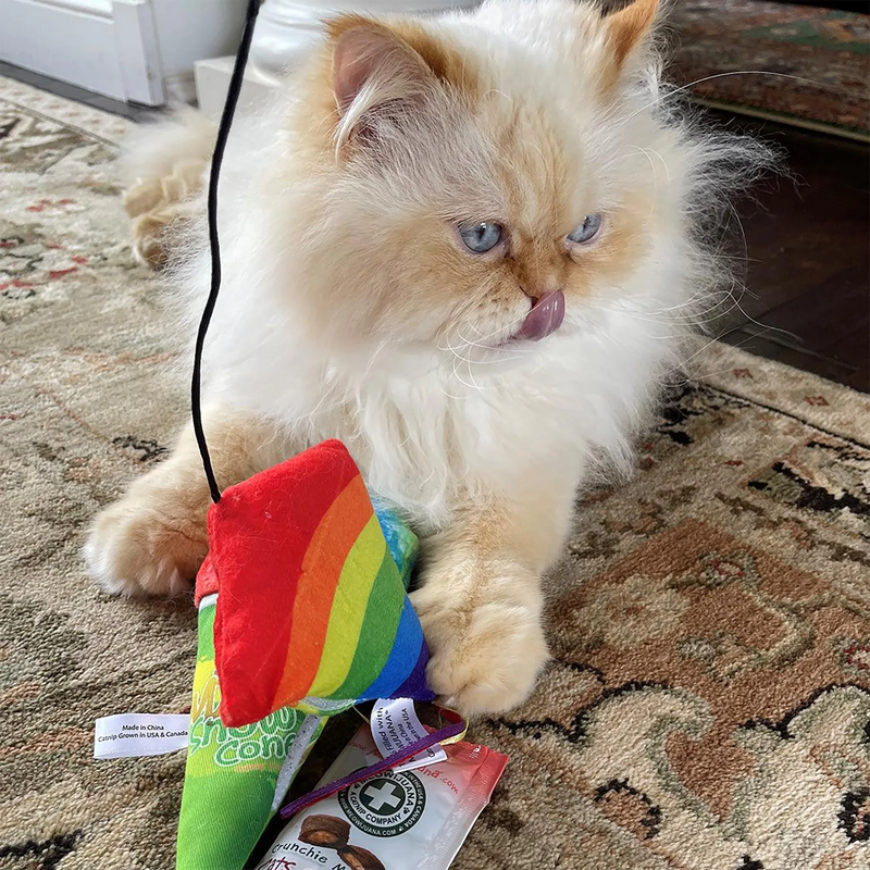 White Cat Personality Traits