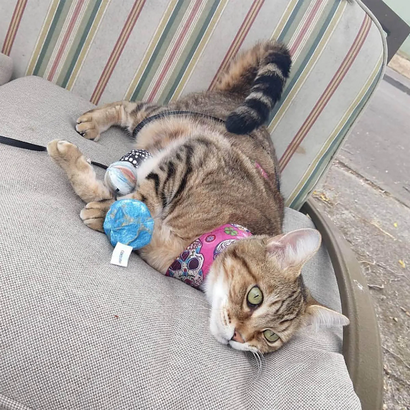 Are Cats Smarter Than Dogs? What the Neuroscience Actually Shows