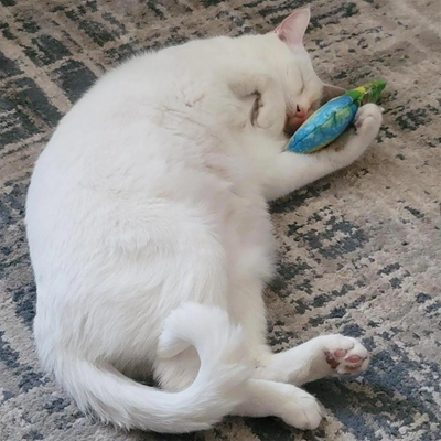 The Complete Indoor Cat Enrichment Guide