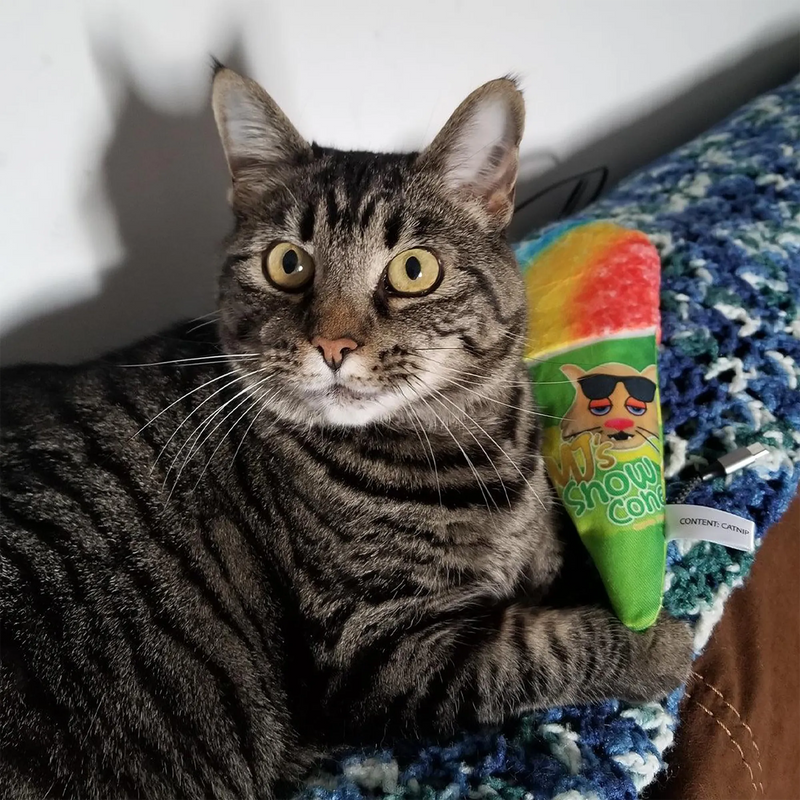 Tabby Cat Personality Traits