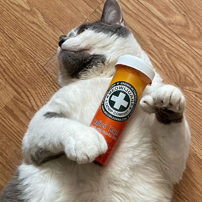Valerian Root vs Catnip: Which is Better for Your Cat?