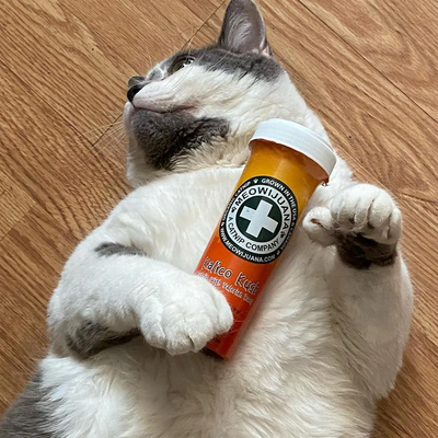 Natural Remedies for Cat Anxiety: What Actually Helps