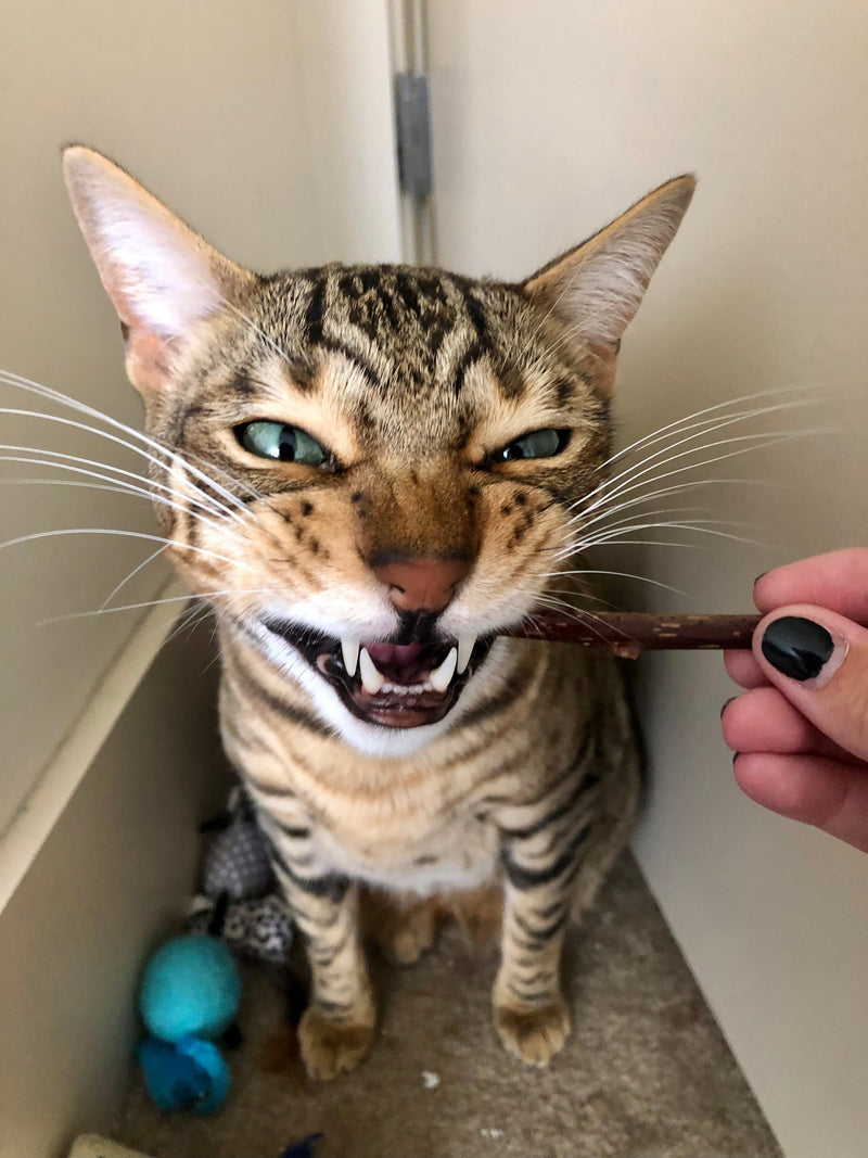 Herbal Alternatives to Catnip: Expanding Your Cat's Play Options