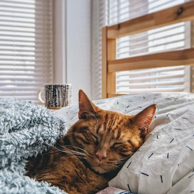 A cozy ginger tabby cat napping under a fluffy blue blanket on a bed, with light filtering through blinds in the background.