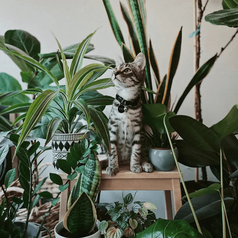 Meowijuana | Five Houseplants that are Purrrfect for Cat Owners  SmarterPaw