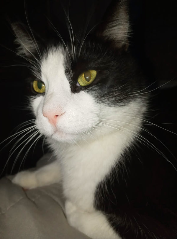 Tuxedo Cat Personality Traits