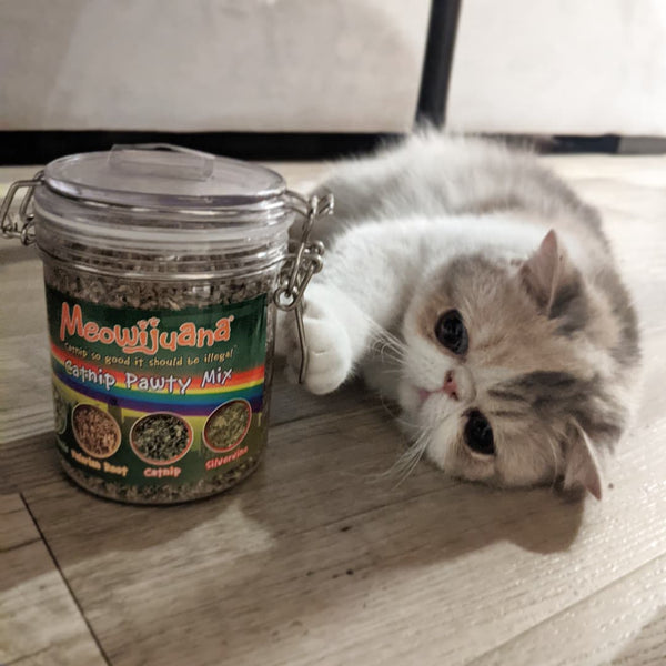 Catnip for Kittens: When and How to Start