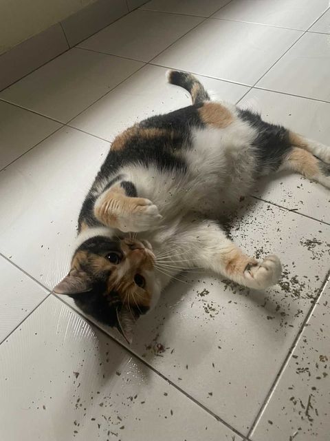 Calico Cat Personality Traits