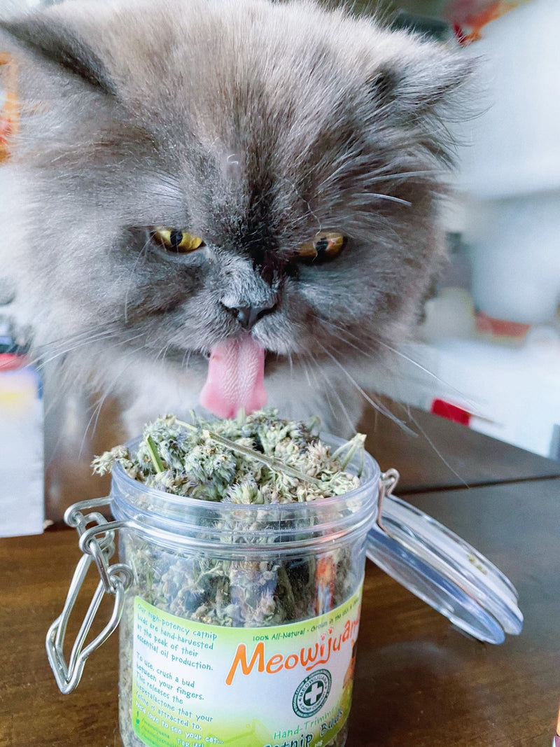 Are Your Houseplants Toxic to Cats? The Big Five, Checked