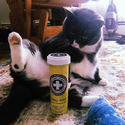 Signs Your Indoor Cat Is Bored (And What to Do About It)