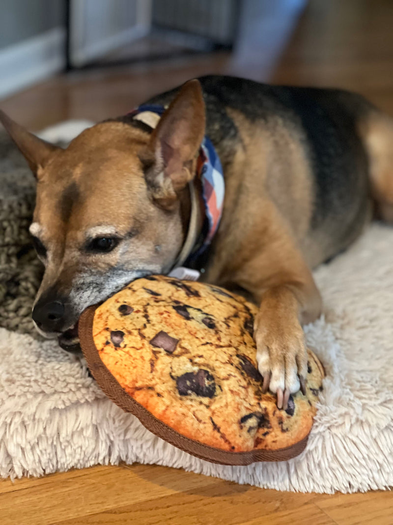 How to Keep a Senior Dog Active and Engaged
