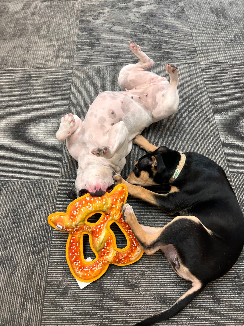 Puppy Teething: The Timeline and the Chew Toolkit