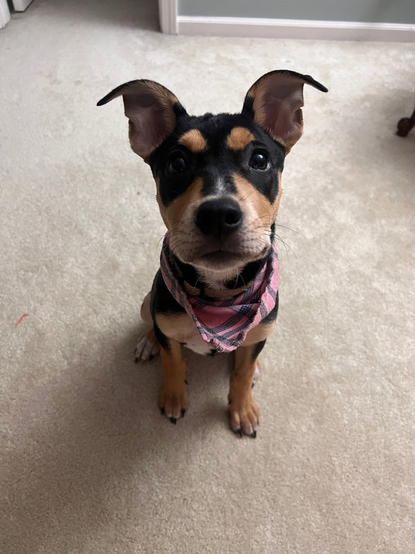Calming Treats for Puppies: An Honest Guide
