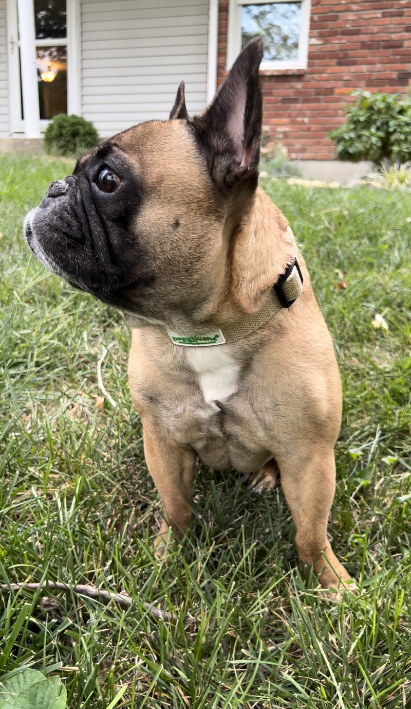 Signs Your Dog Has Anxiety