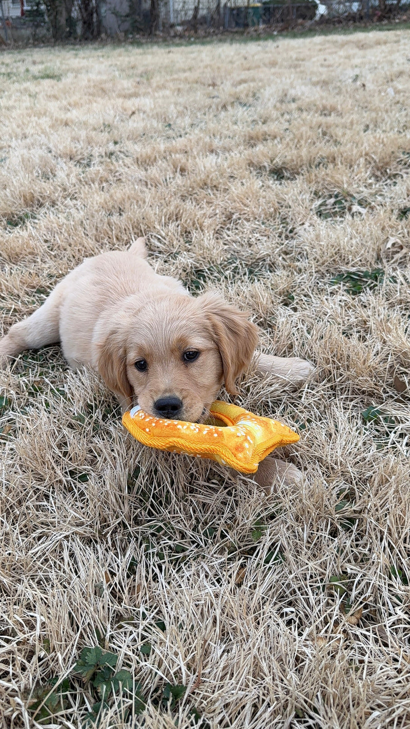 How Cold Is Too Cold for Dogs?