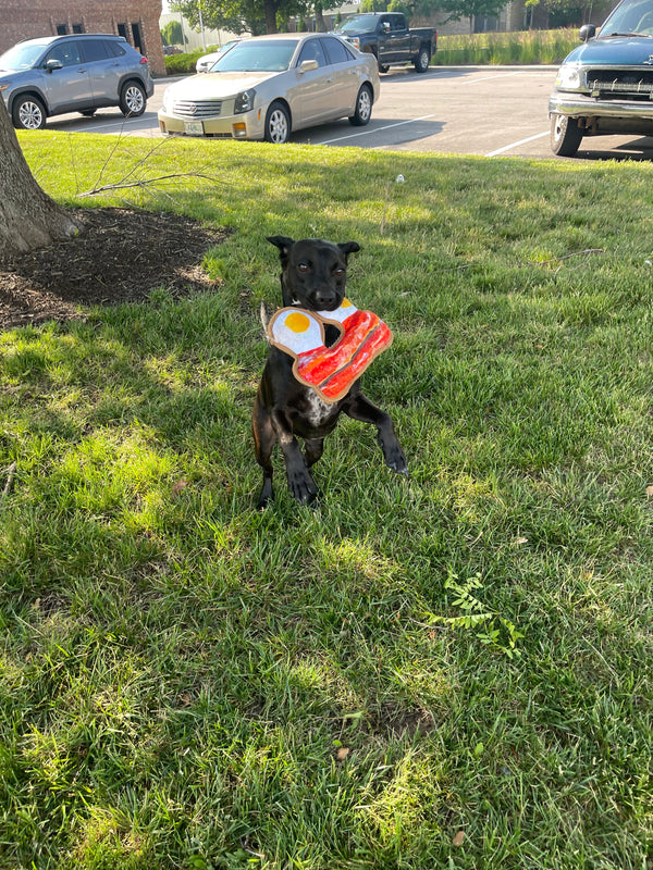 Dog Zoomies, Explained
