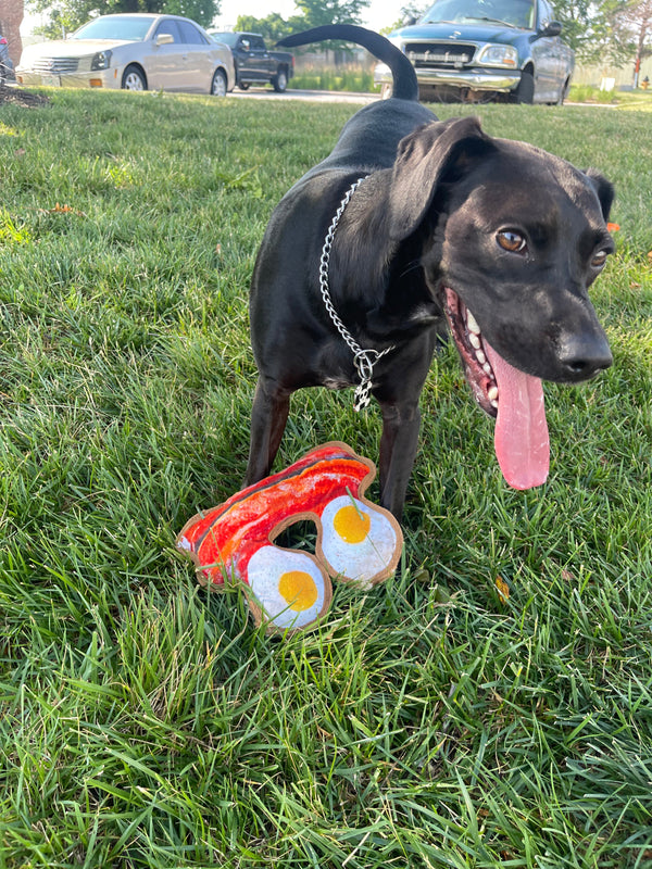 Brain Games for Dogs