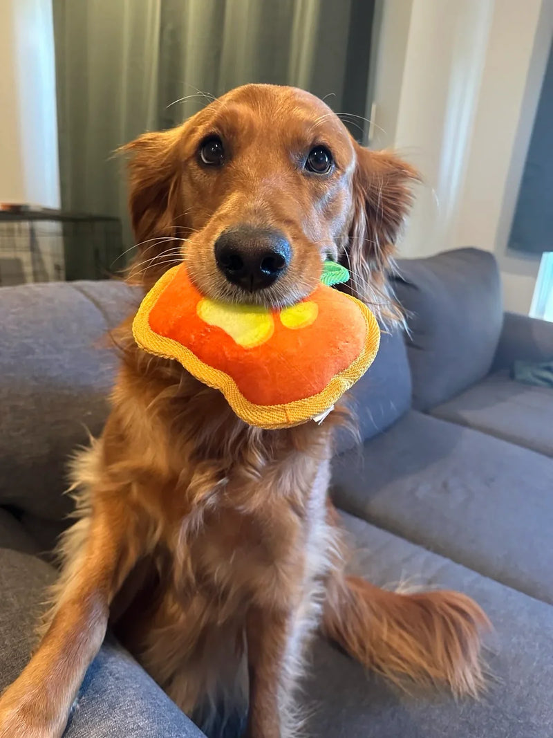 How to Help Keep Your Dog Calm During Halloween