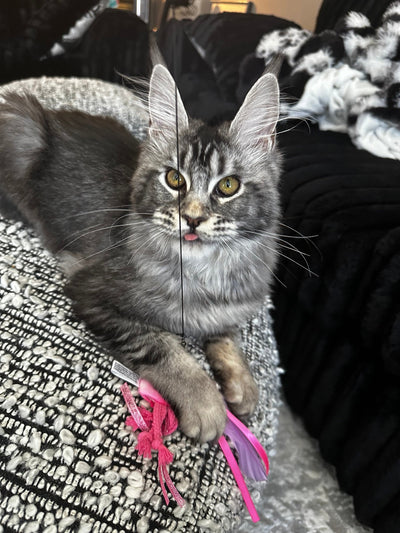 Grey Cat Personality Traits