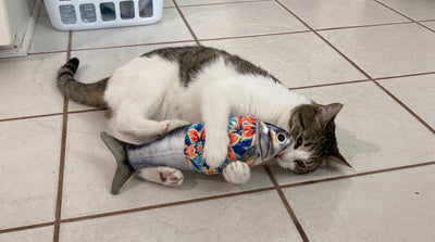 Why Cats Love Kicker Toys