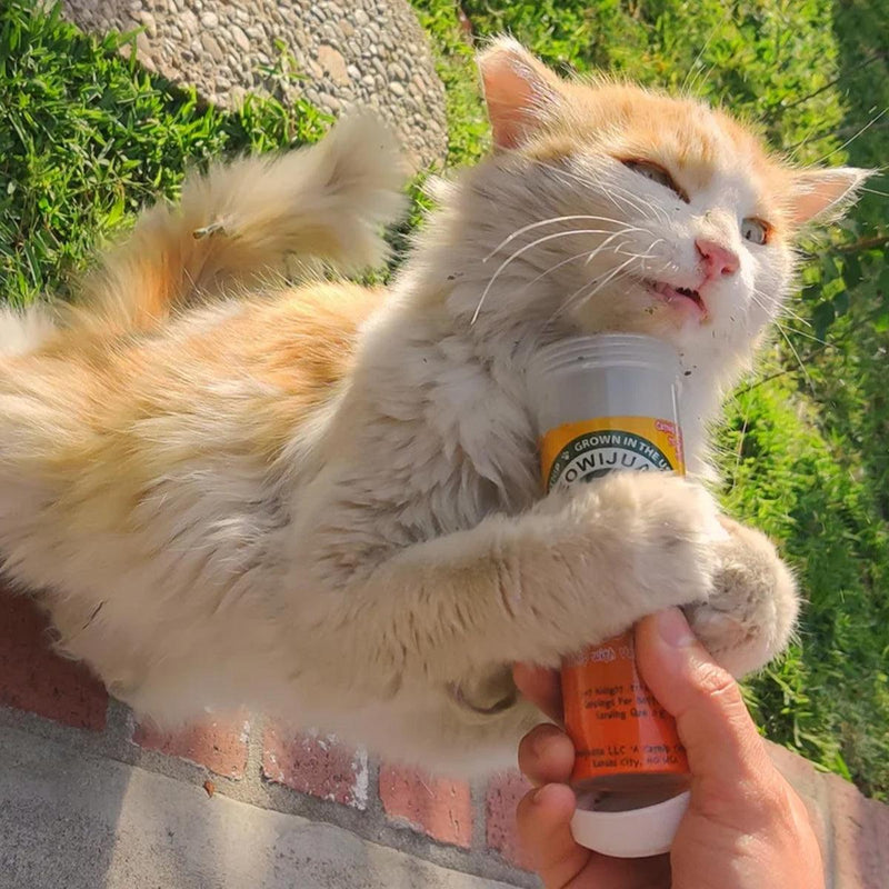 The Benefits of Natural Cat Stimulants for Playful Cats