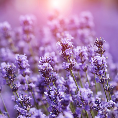 Is Lavender Really Toxic to Cats? The Truth About Our Lavender Infused Blends