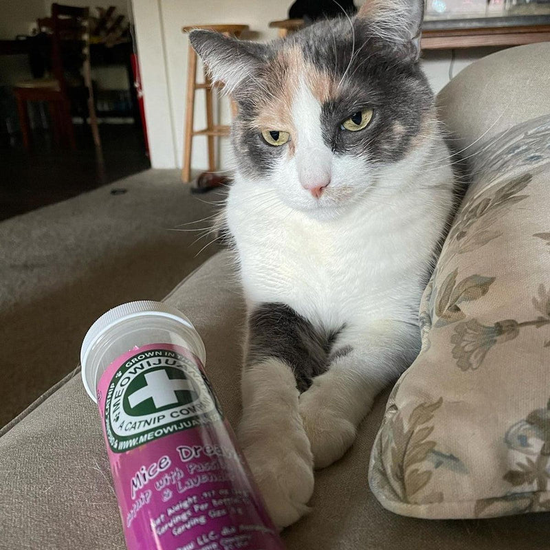 Is Lavender Safe for Cats? Yes — Dried, In Moderation