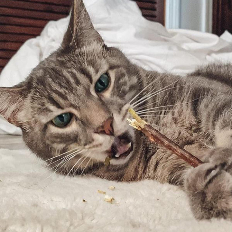 Silvervine Sticks for Cats: The Complete Guide