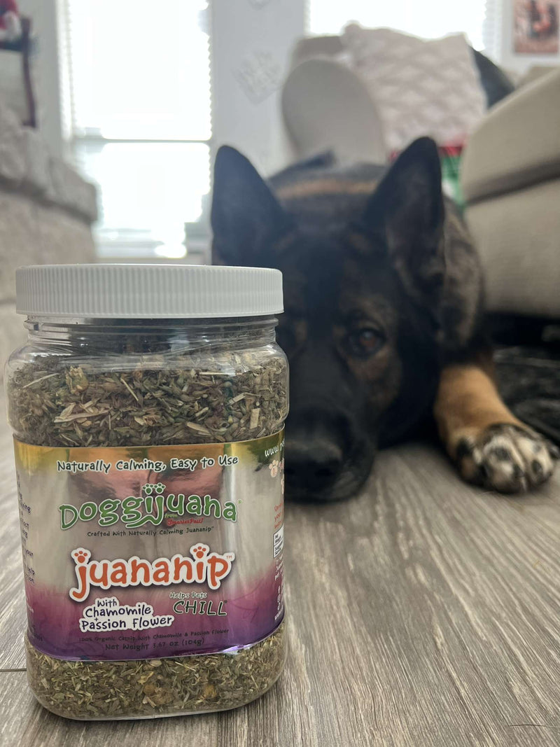 Everything You Need To Know About Catnip & Dogs