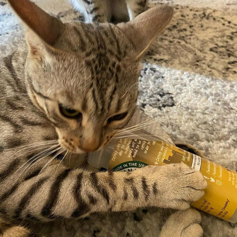 Is Chamomile Safe for Cats? Yes, Here's What You Need to Know
