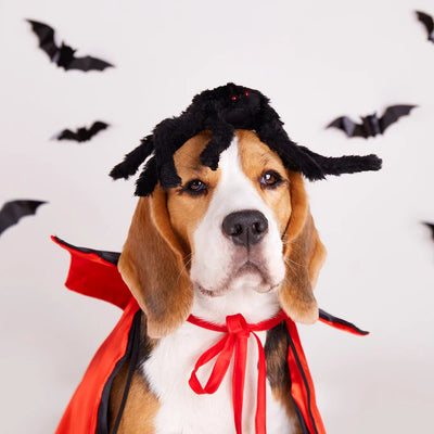 How to Help Keep Your Dog Calm During Halloween