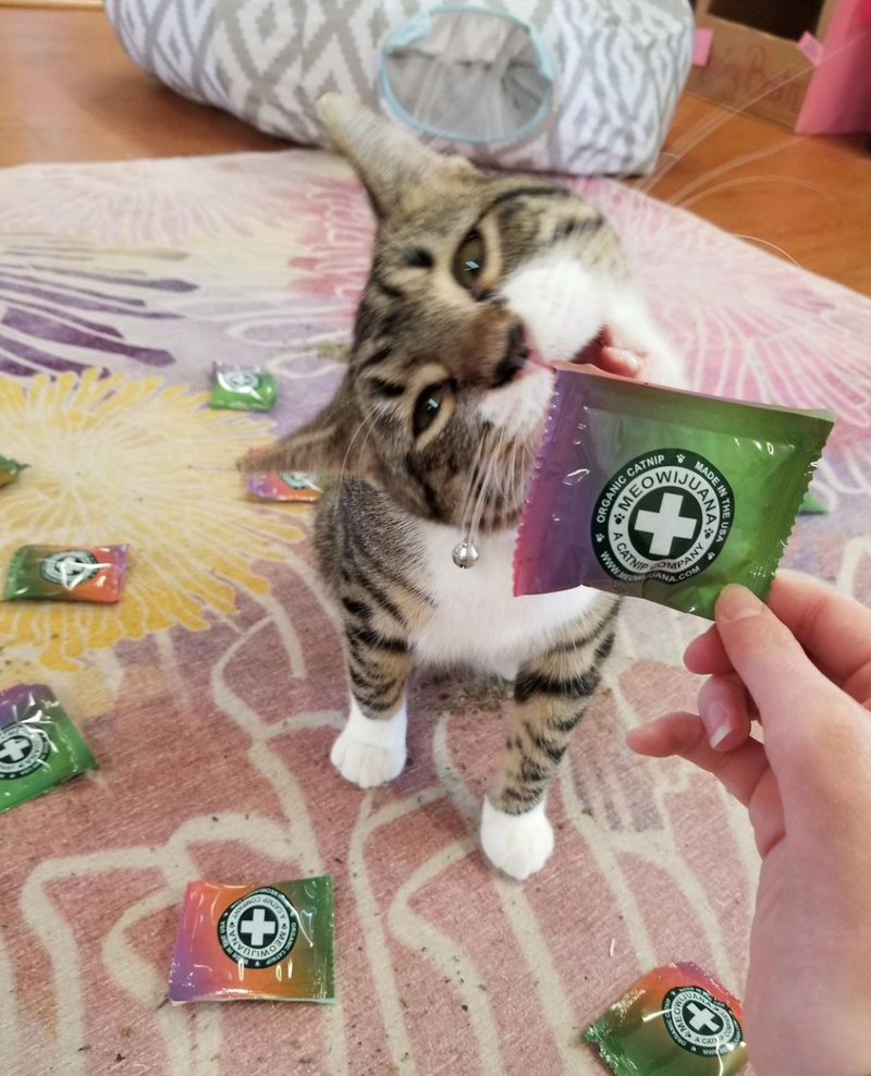 How to Introduce Catnip to Your Cat for the First Time