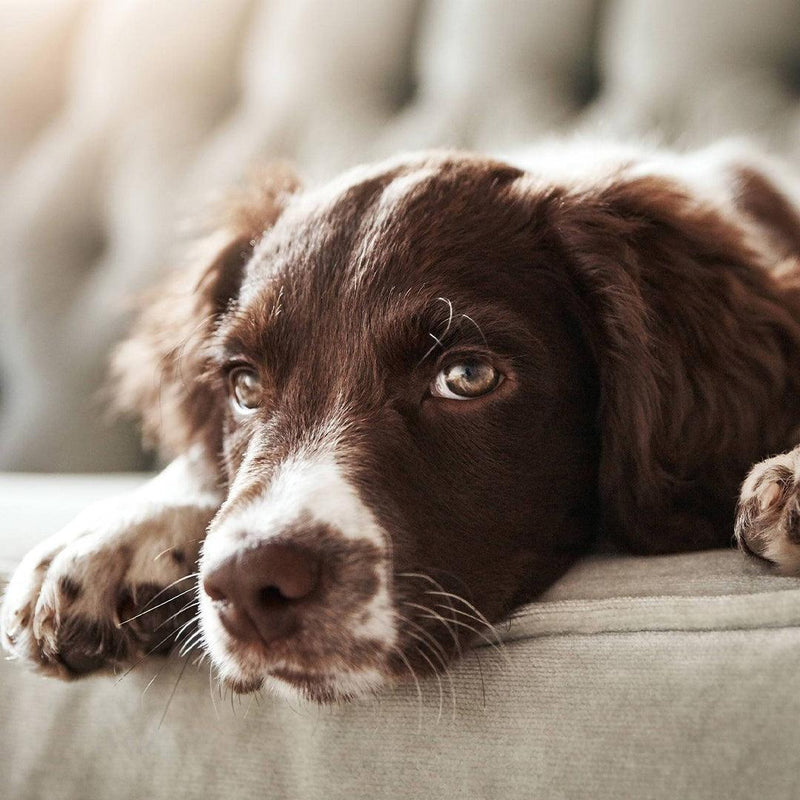 Do Dogs Get Bored? Tips To Alleviate Boredom