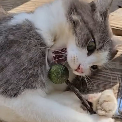 What Are Catnip Lollipops?