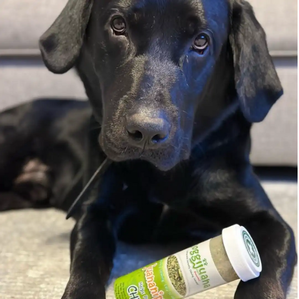 Natural Remedies for Dog Anxiety: What Actually Works