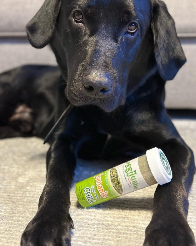 Do Dogs React to Catnip? The Science Explained