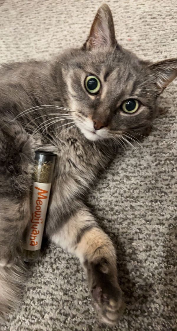 Safe Herbal Stimulants for Cats: What You Need to Know
