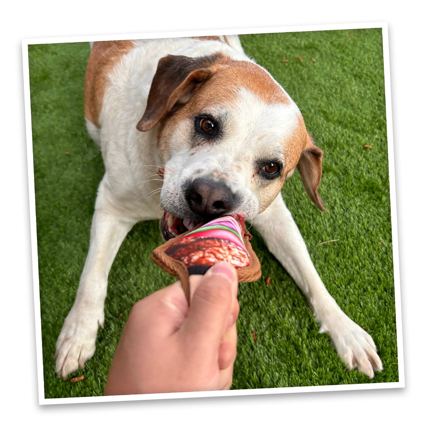 Tomahawk Steak and Mini Kebab Tuffer dog toy bundle