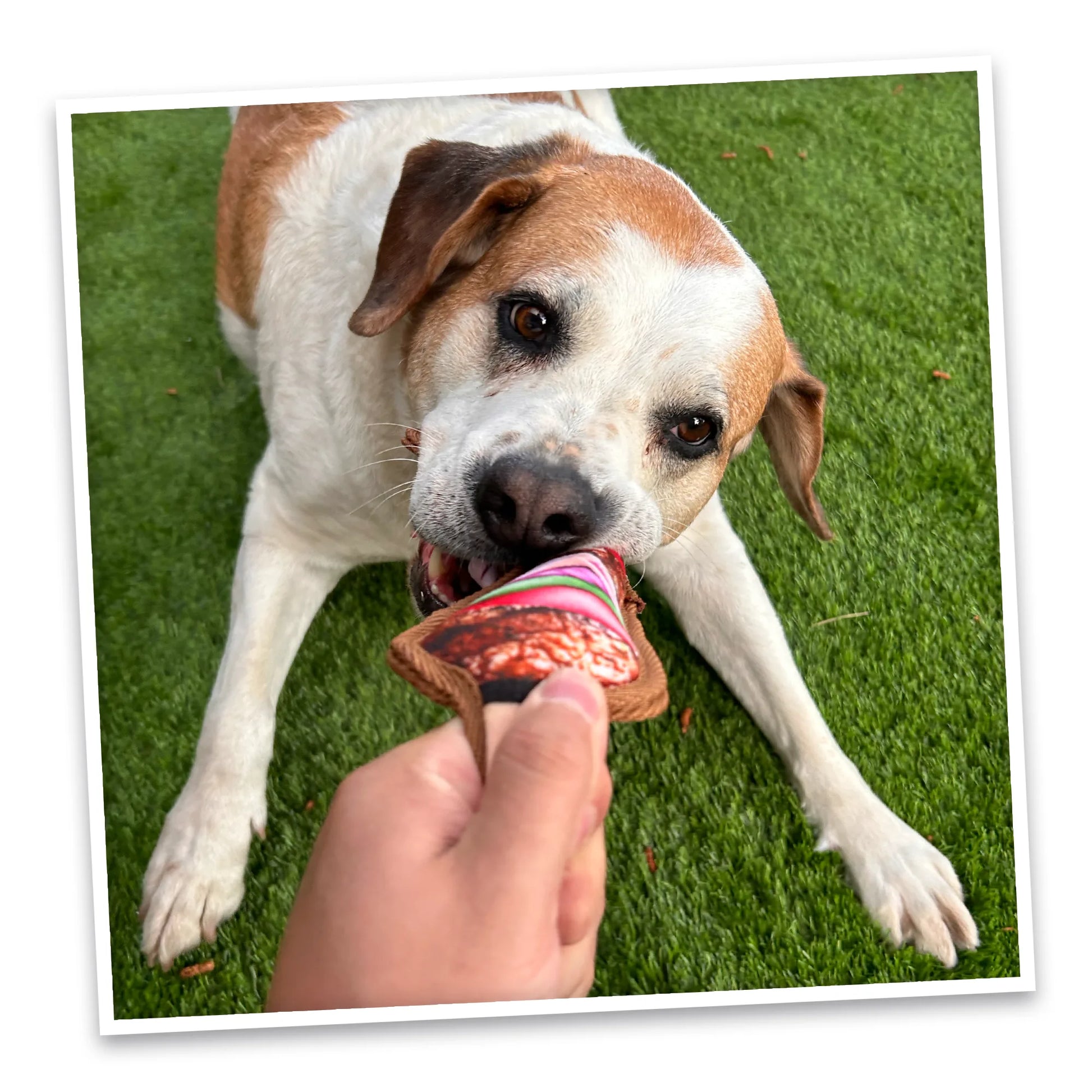 Tomahawk Steak and Mini Kebab Tuffer dog toy bundle