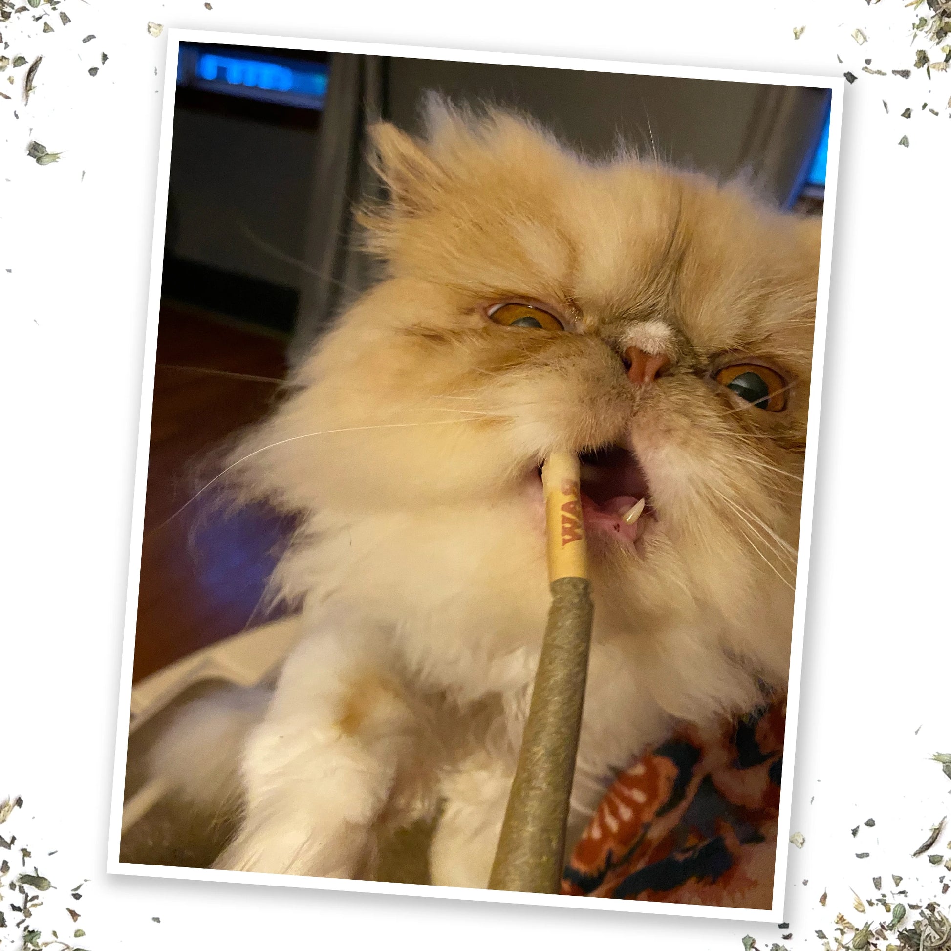 Meowijuana 4th of July cat bundle featuring Cloud 9 catnip, Catnip Joints, and a Hazy IPA toy.