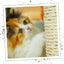Meowijuana catnip spray trio bundle