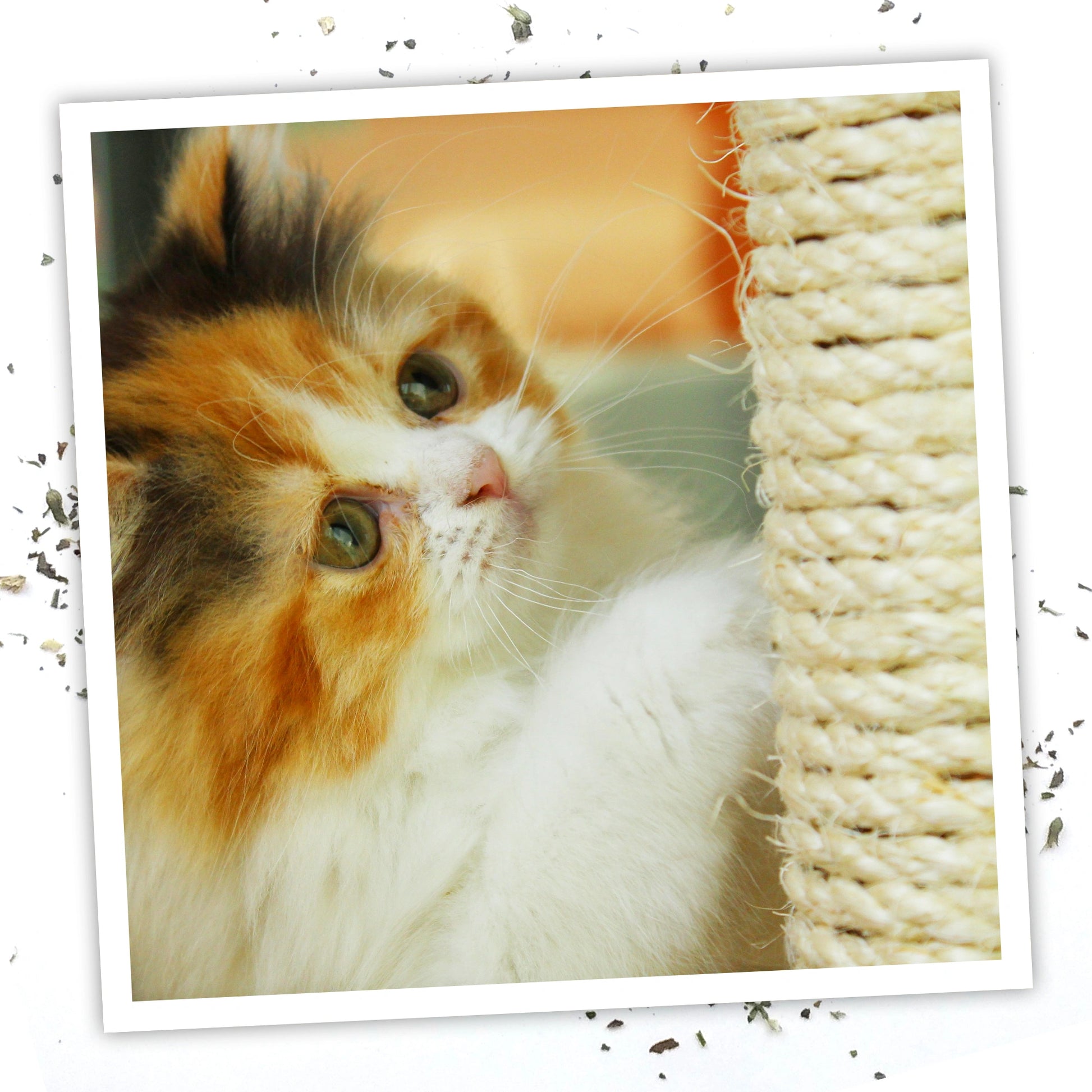 Meowijuana catnip spray trio bundle
