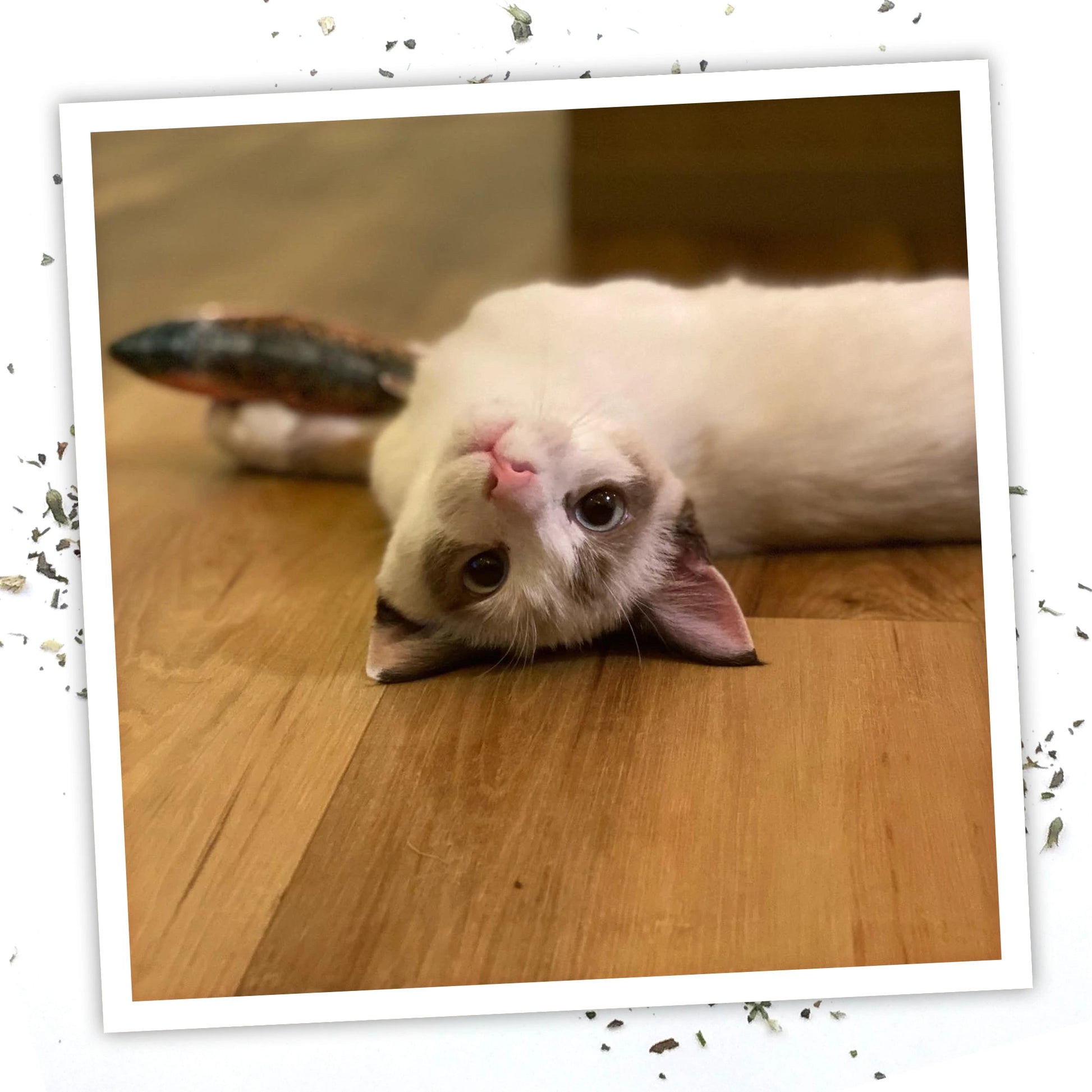 Meowijuana scratcher & rainbow trout toy bundle
