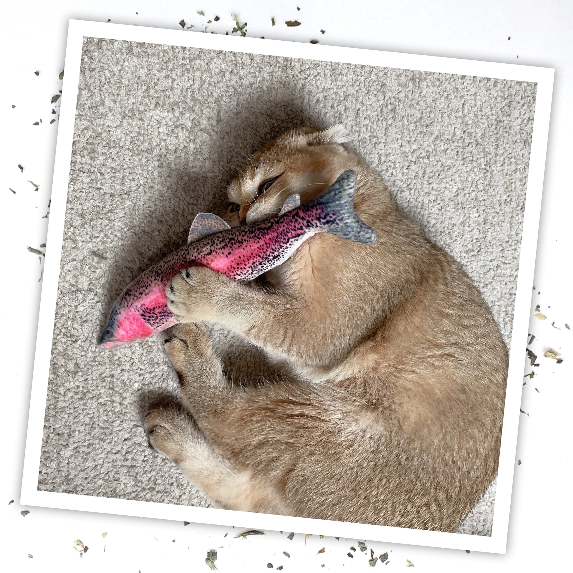 Meowijuana scratcher & rainbow trout toy bundle