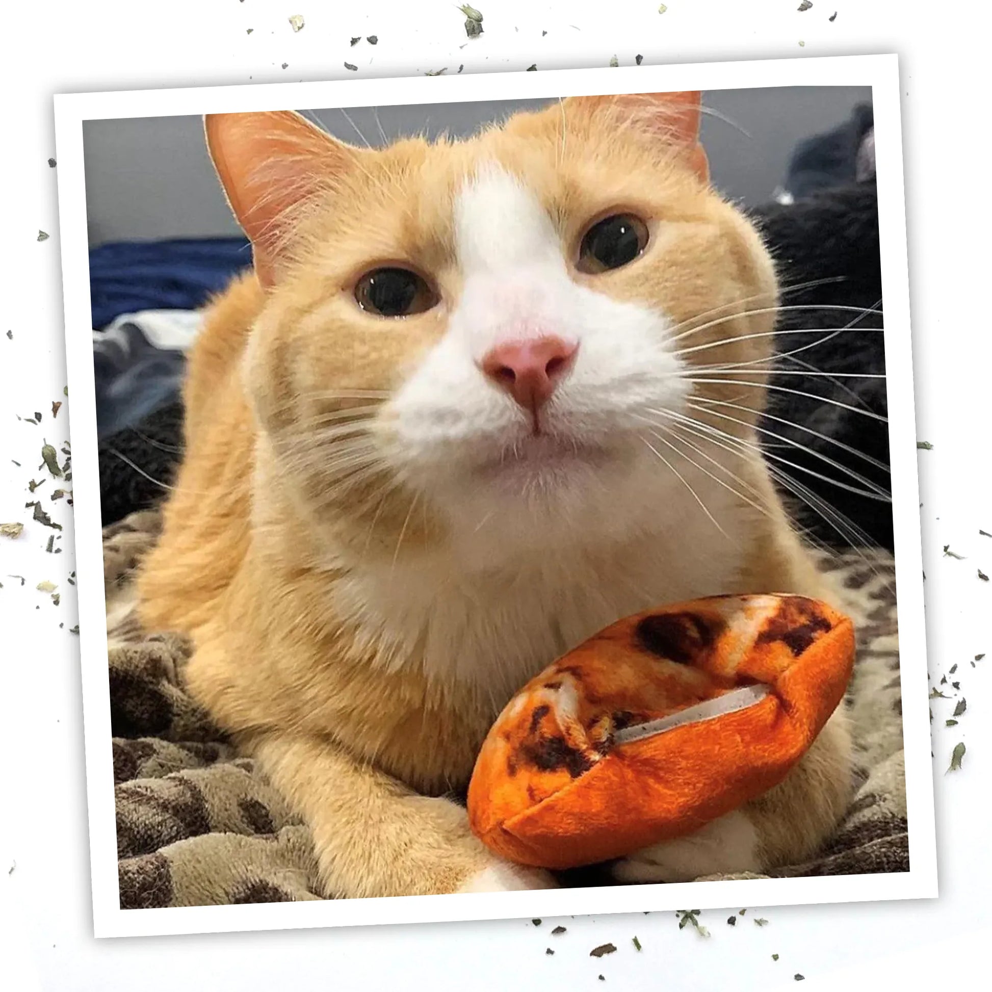 Get Baked Cookie Cat Toy for Fun and Healthy Playtime – SmarterPaw