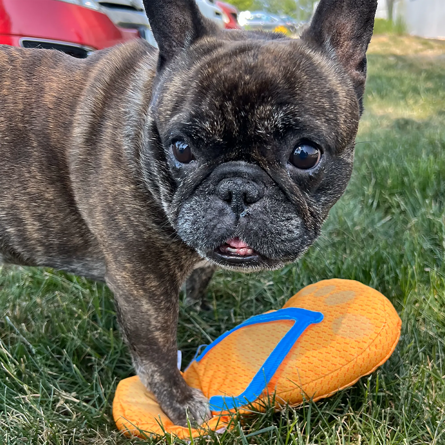 Get to the Beach Flip Flop Refillable Dog Toy