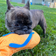 Get to the Beach Flip Flop Refillable Dog Toy